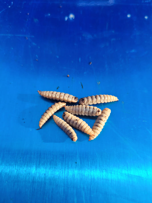 Black Soldier Fly Larvae