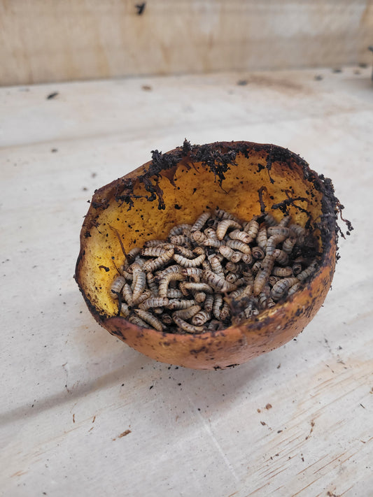 Black Soldier Fly Larvae